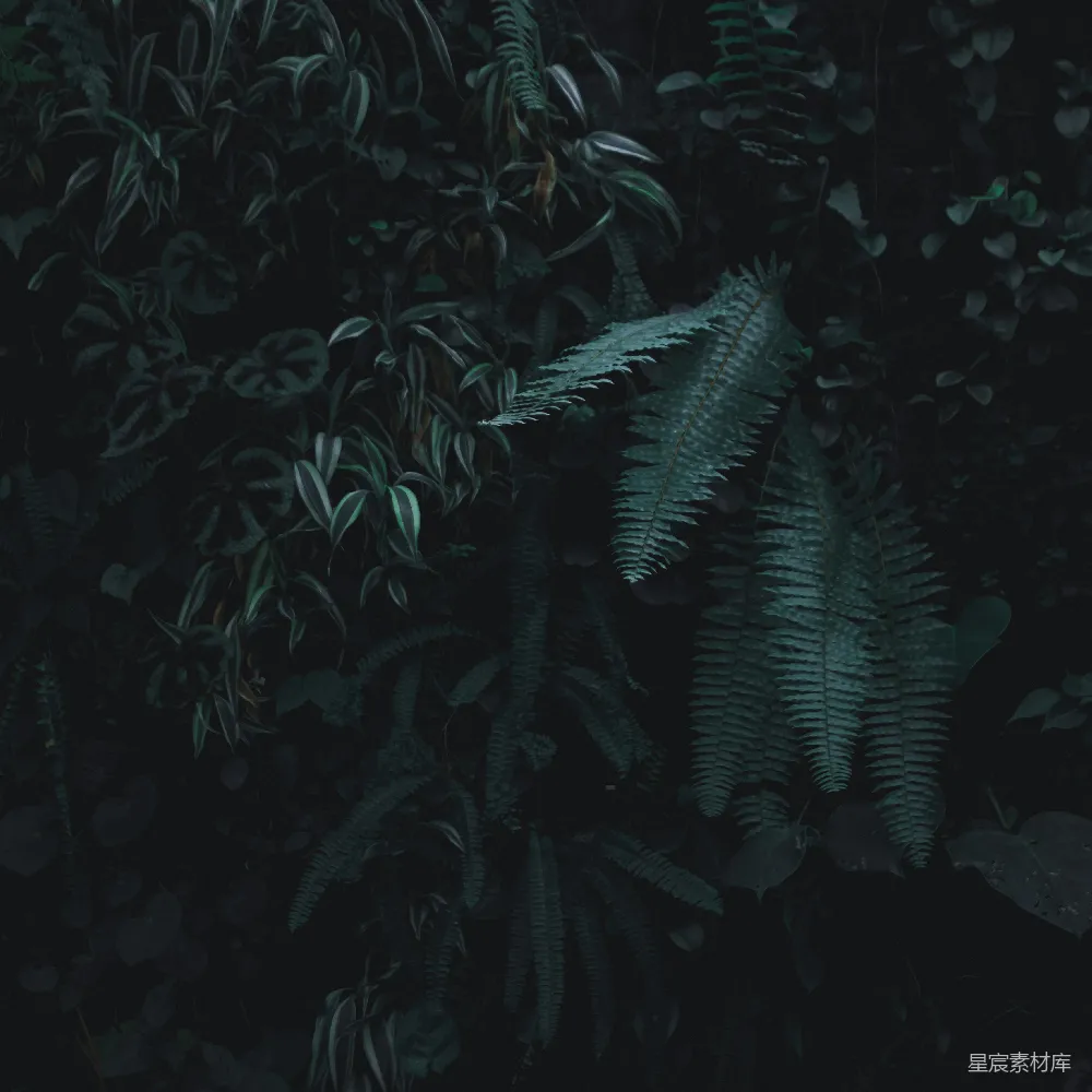 高清摄影 植物 森林 自然 幽暗 绿色 幽暗中的绿色植物