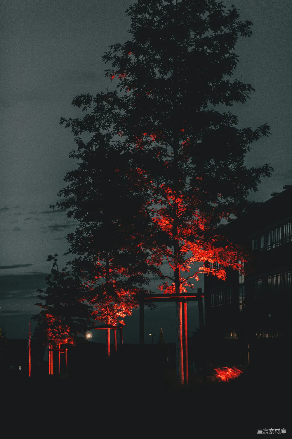 高清摄影 夜晚 树木 灯光 氛围感 城市 红光下的树影