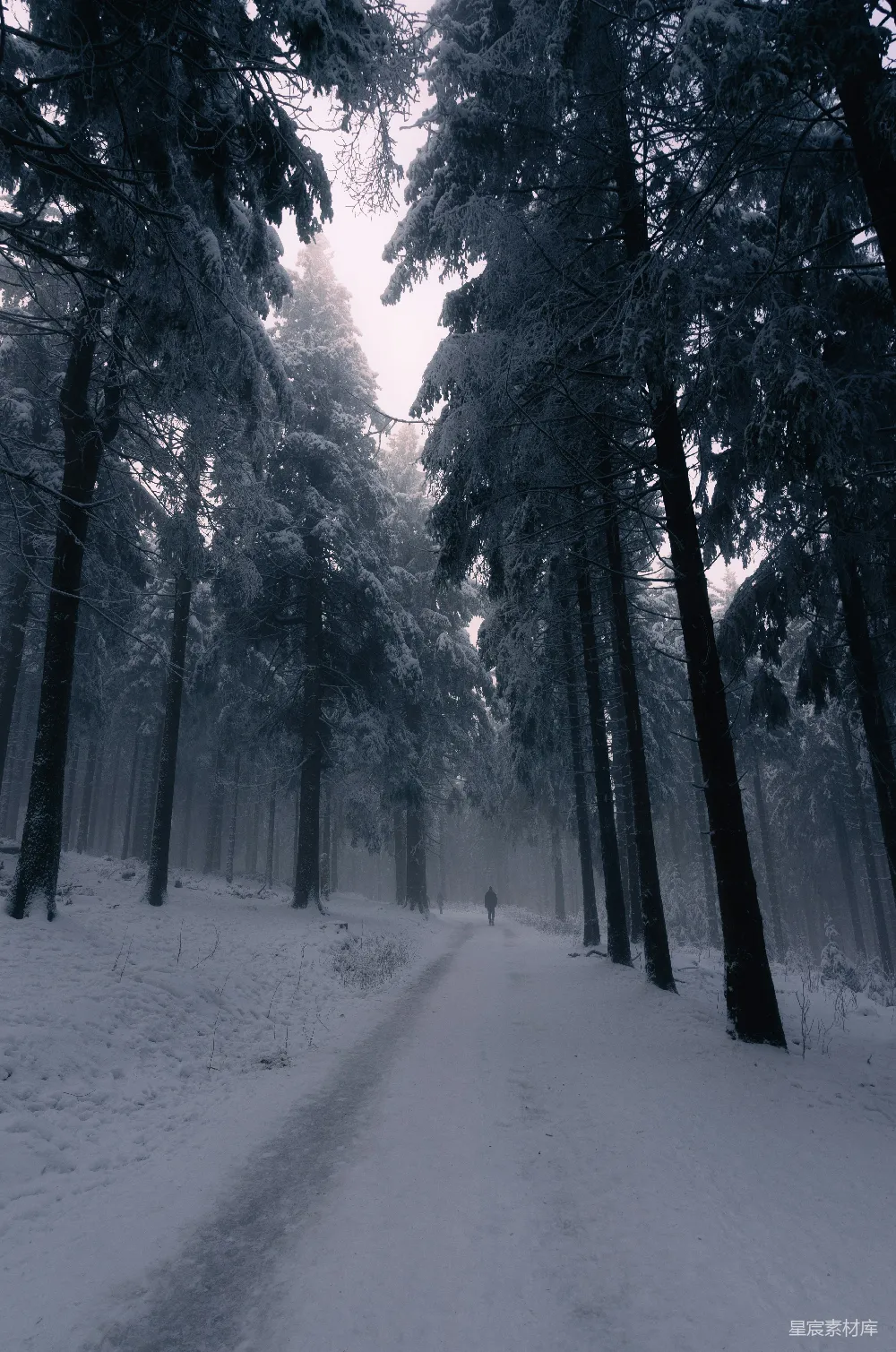 高清摄影 冬日 森林 孤独 雪景 自然 冬日森林中的孤独行人
