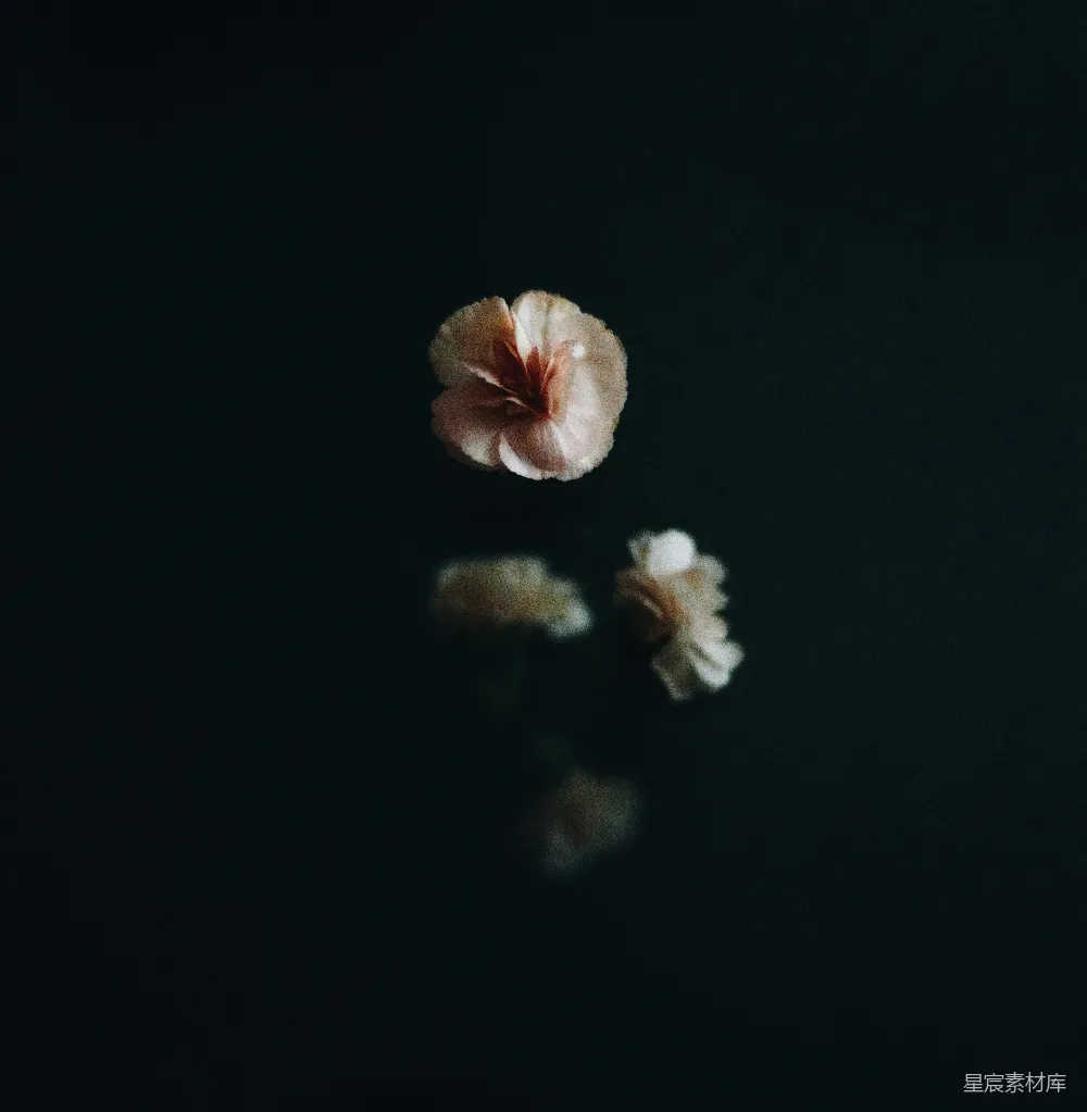 高清摄影 静物摄影 花卉 倒影 深色背景 艺术风格 静谧的花瓣与倒影
