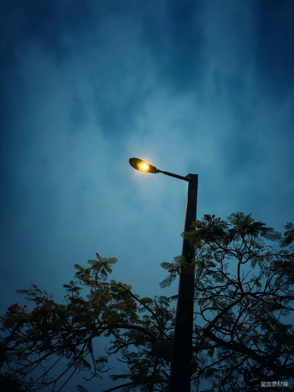 高清摄影 路灯 夜景 树木 天空 宁静 路灯下的夜空