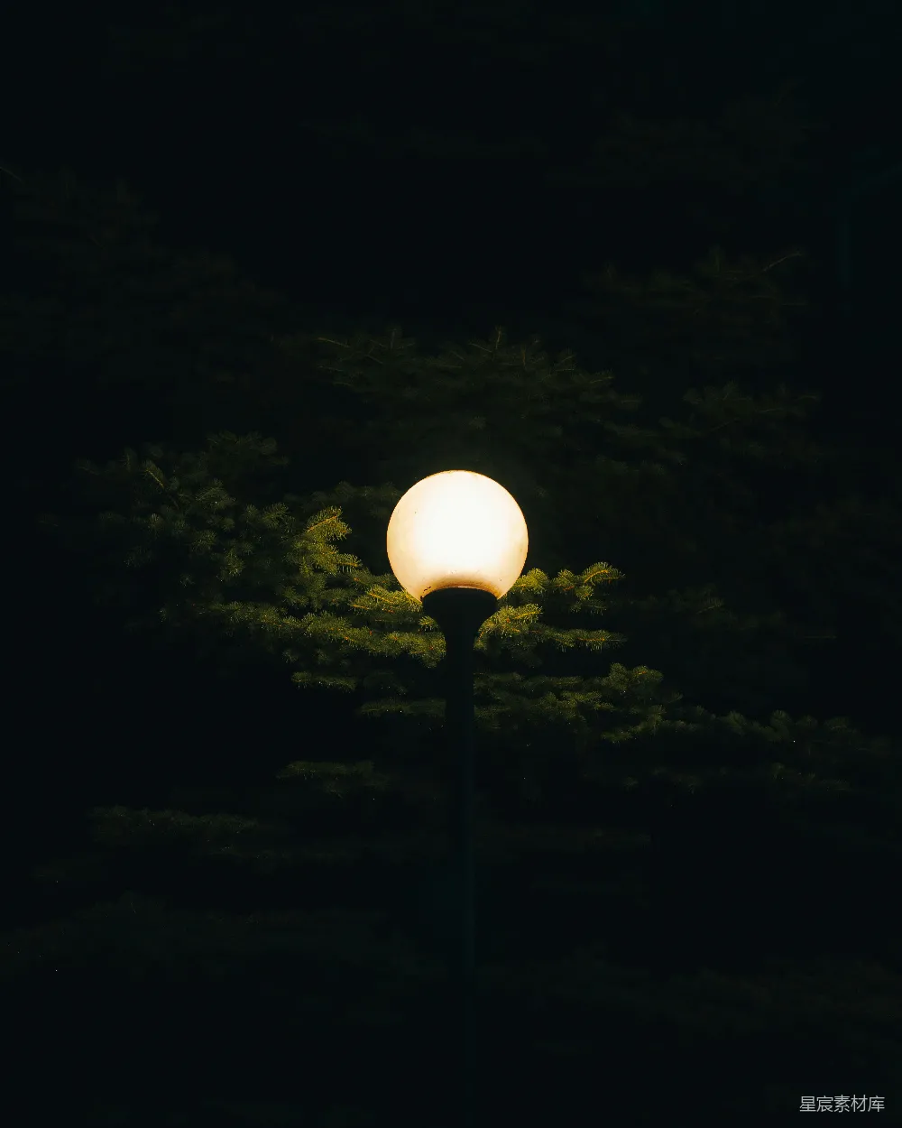 高清摄影 夜晚 路灯 松树 宁静 自然 夜色中的路灯与松树