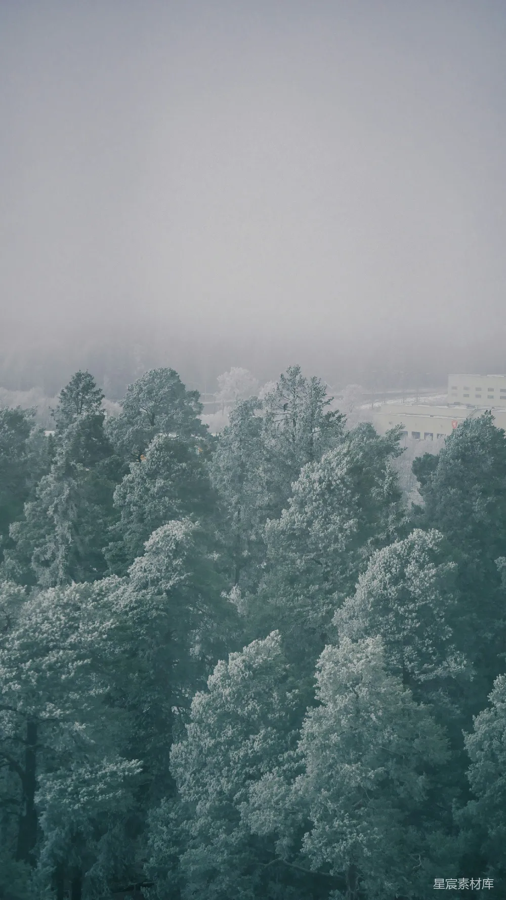 高清摄影 森林 雾 自然 宁静 风景 雾中森林