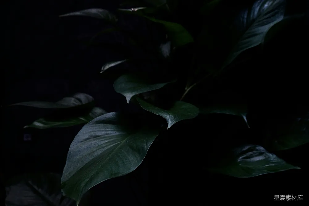 高清摄影 植物 暗夜 自然 静谧 黑暗 暗夜中的绿叶