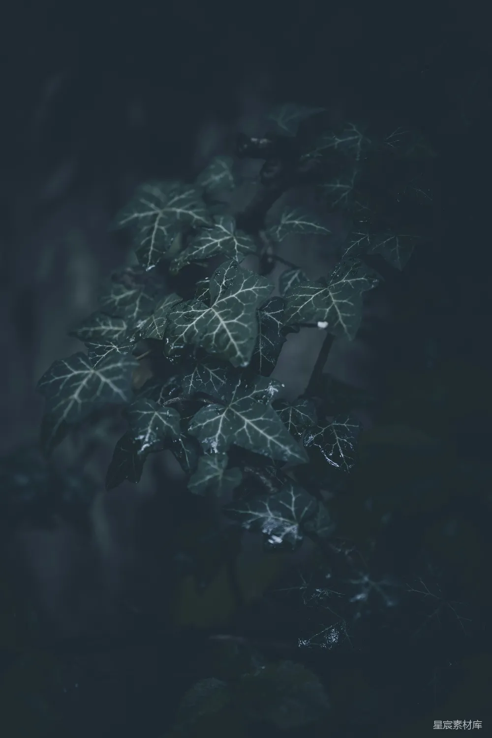 高清摄影 自然 深邃 森林 植物 常春藤 深邃森林中的常春藤