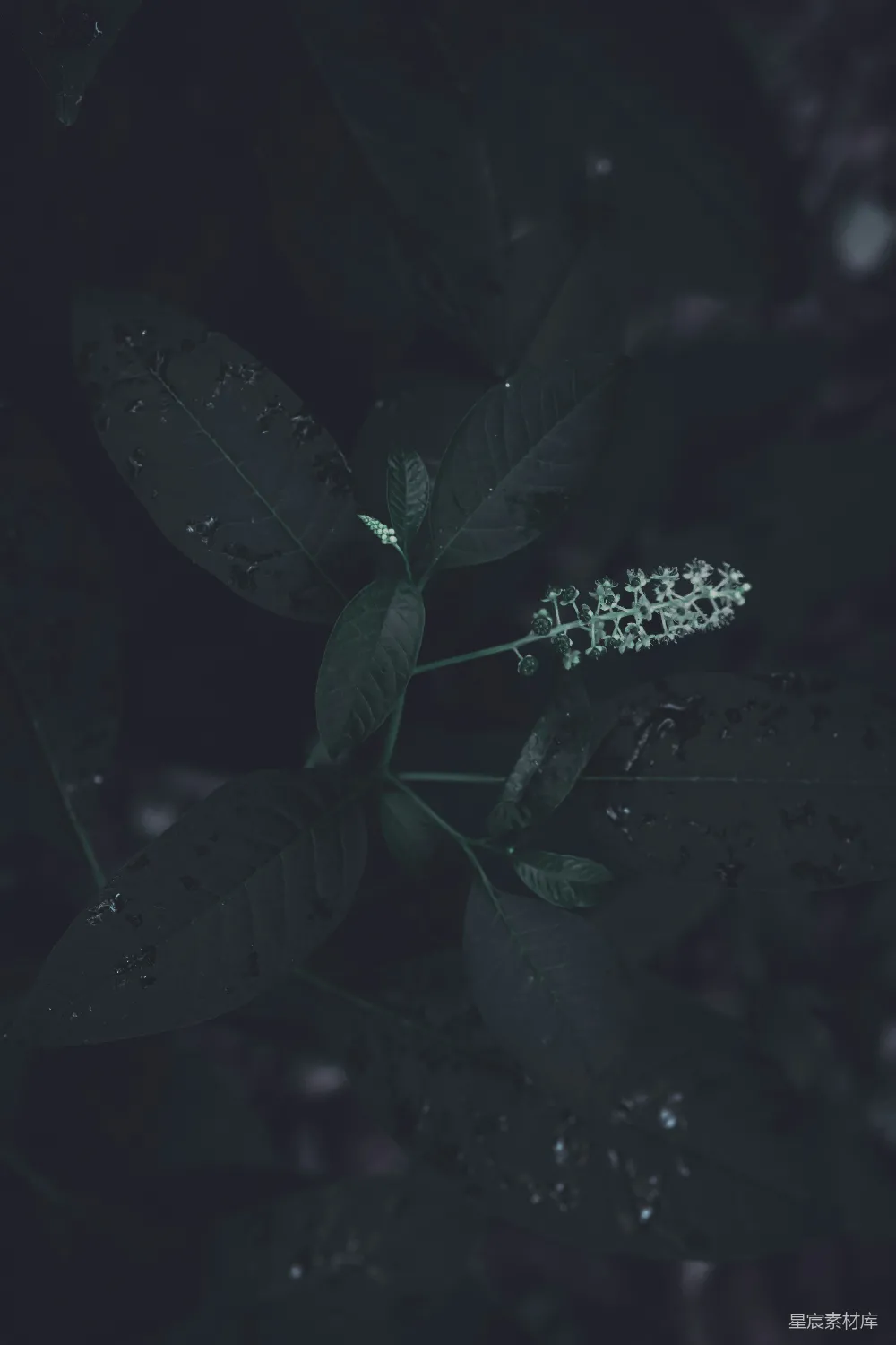 高清摄影 植物 夜晚 自然 静谧 花卉 夜色中的绿植