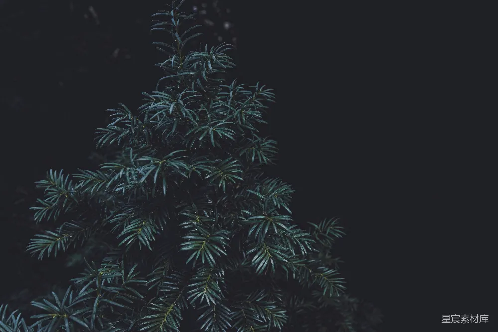 高清摄影 自然 植物 夜景 静谧 深邃 深邃夜色中的常青树