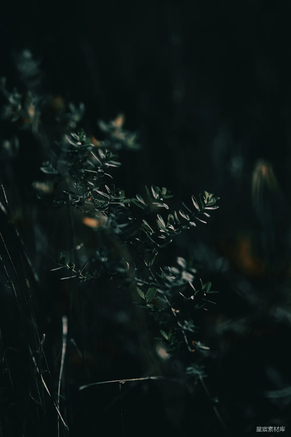 高清摄影 植物 自然 摄影 黑暗 宁静 幽暗中的草叶