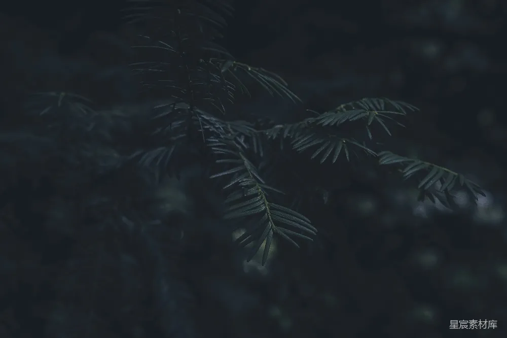 高清摄影 自然 摄影 松树 宁静 夜景 松针的宁静夜晚