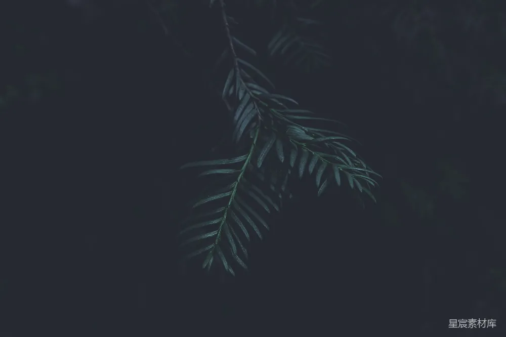 高清摄影 夜景 植物 自然 静谧 户外 夜色中的松树枝