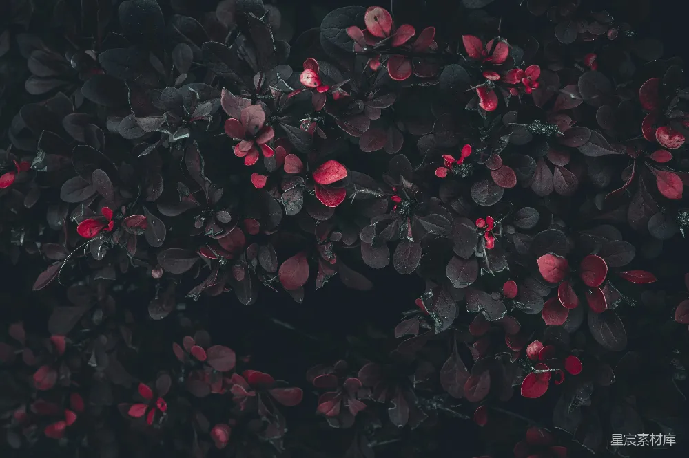 高清摄影 自然 抽象 花卉 深色 背景 红色叶子的深色背景