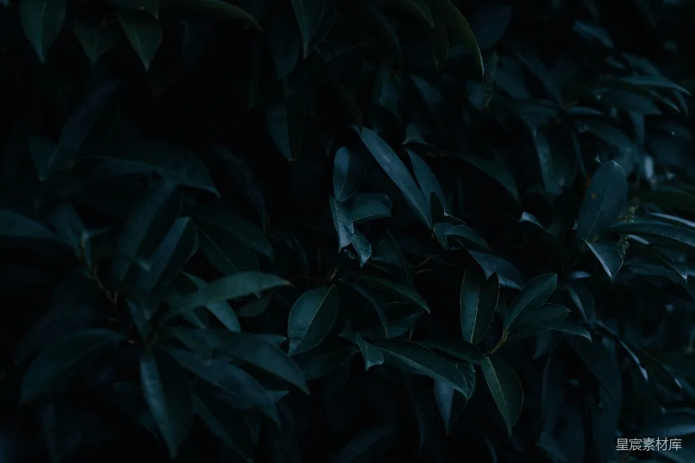 高清摄影 自然 深邃 树叶 夜景 宁静 深邃的夜色下的绿叶