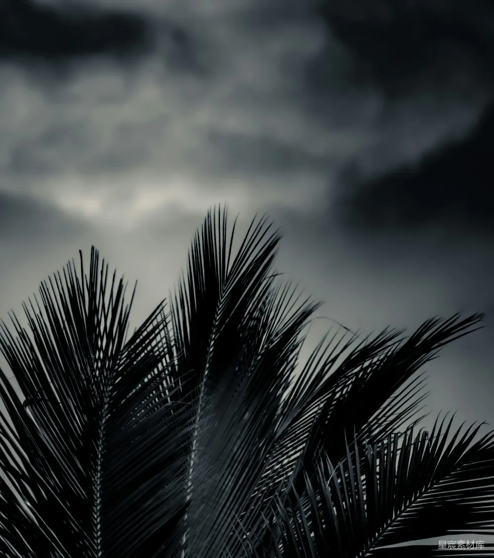 高清摄影 棕榈树 阴天 黑白 自然 宁静 风雨中的棕榈树