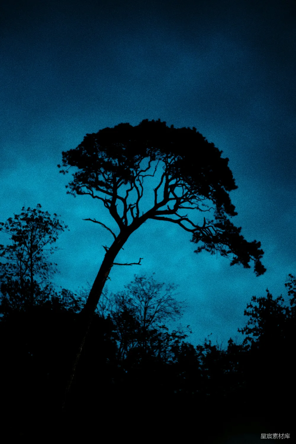 高清摄影 夜景 树木 剪影 自然 宁静 夜幕下的孤独树影