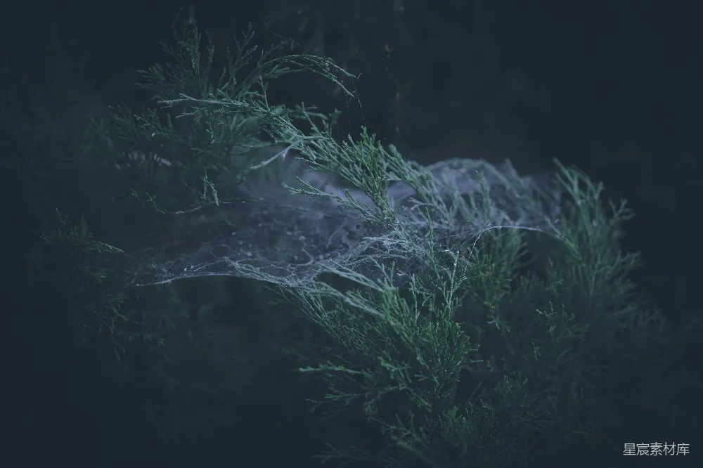 高清摄影 自然 清晨 蜘蛛网 宁静 森林 清晨的蜘蛛网