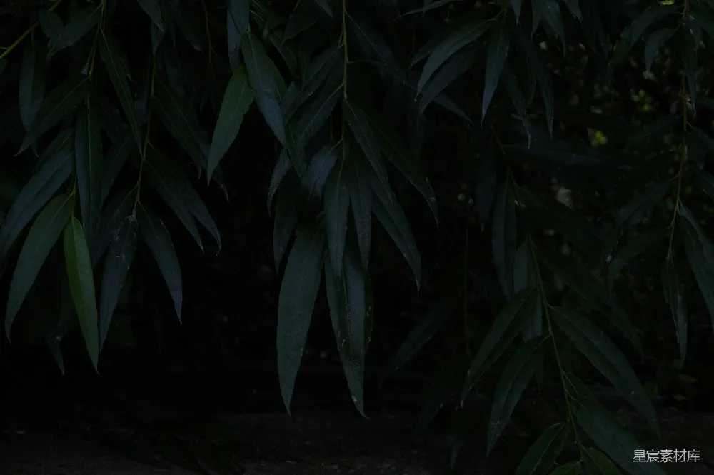 高清摄影 自然 黑暗 叶子 宁静 摄影 幽暗中的绿叶
