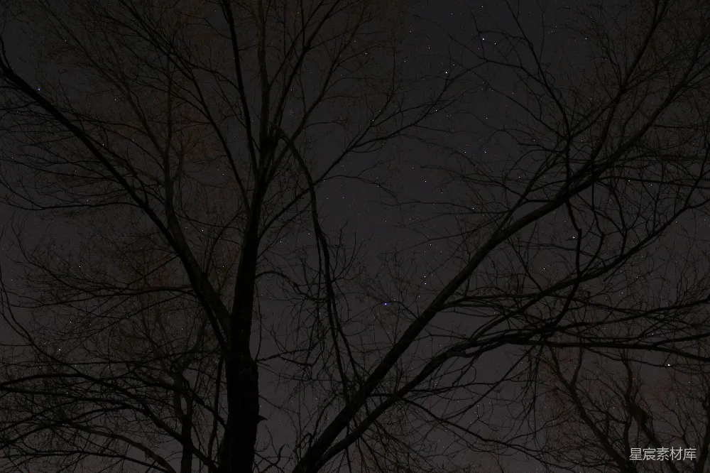 高清摄影 星空 树影 宁静 自然 夜景 夜空下的树影