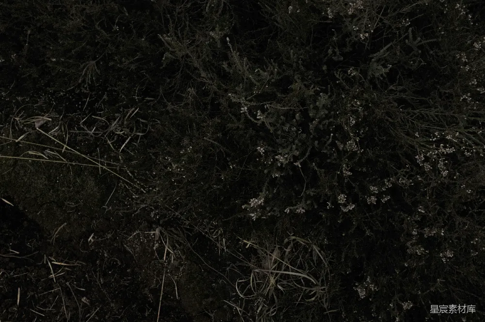 这张图片展示了夜晚的草地，画面中主要由黑色的背景和稀疏的草丛构成，显得寂静而神秘。这种场景适合用于自然背景、夜晚氛围的创作或静谧的自然主题。