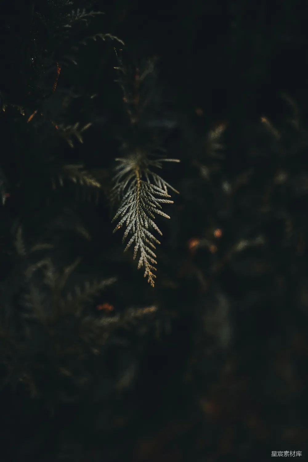 高清摄影 自然 暗调 松树 夜间 宁静 暗夜中的松针