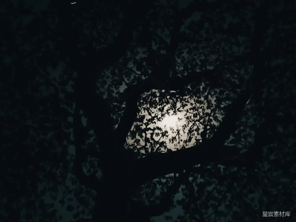 高清摄影 自然 月光 树叶 剪影 宁静 月光穿过树叶的剪影