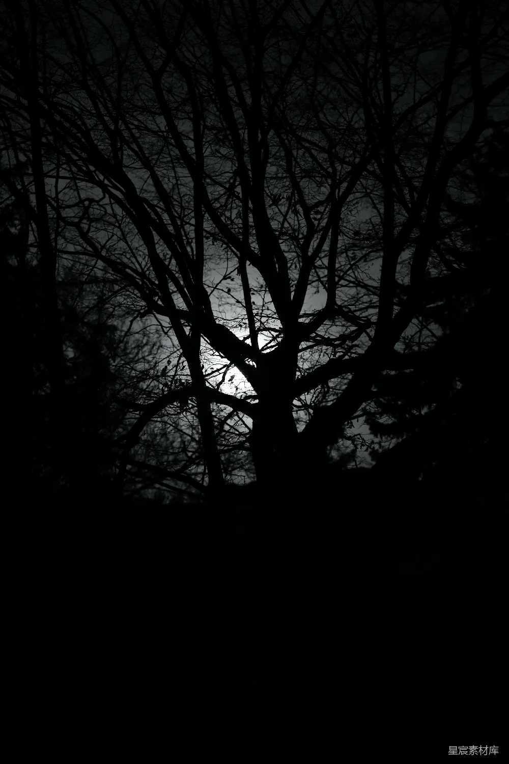 高清摄影 树影 黑暗 自然 神秘 夜晚 黑暗中的树影