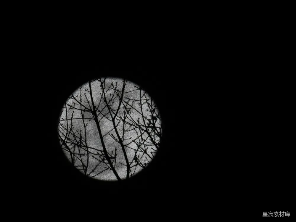 高清摄影 月亮 剪影 夜晚 自然 宁静 月光下的树枝剪影