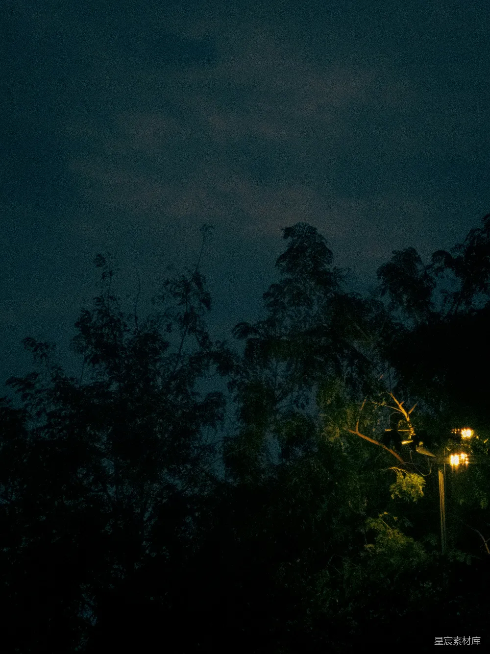 高清摄影 夜景 树影 路灯 宁静 自然 夜幕下的树影