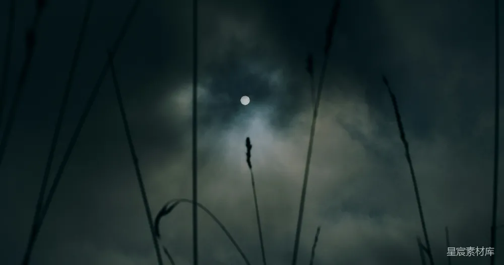 高清摄影 月光 自然 寂静 夜晚 神秘 月光下的草丛