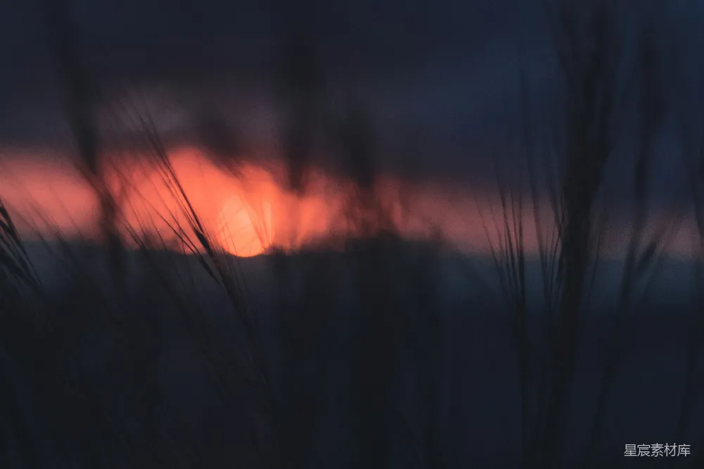 高清摄影 夕阳 麦穗 自然 宁静 黄昏 夕阳下的麦穗