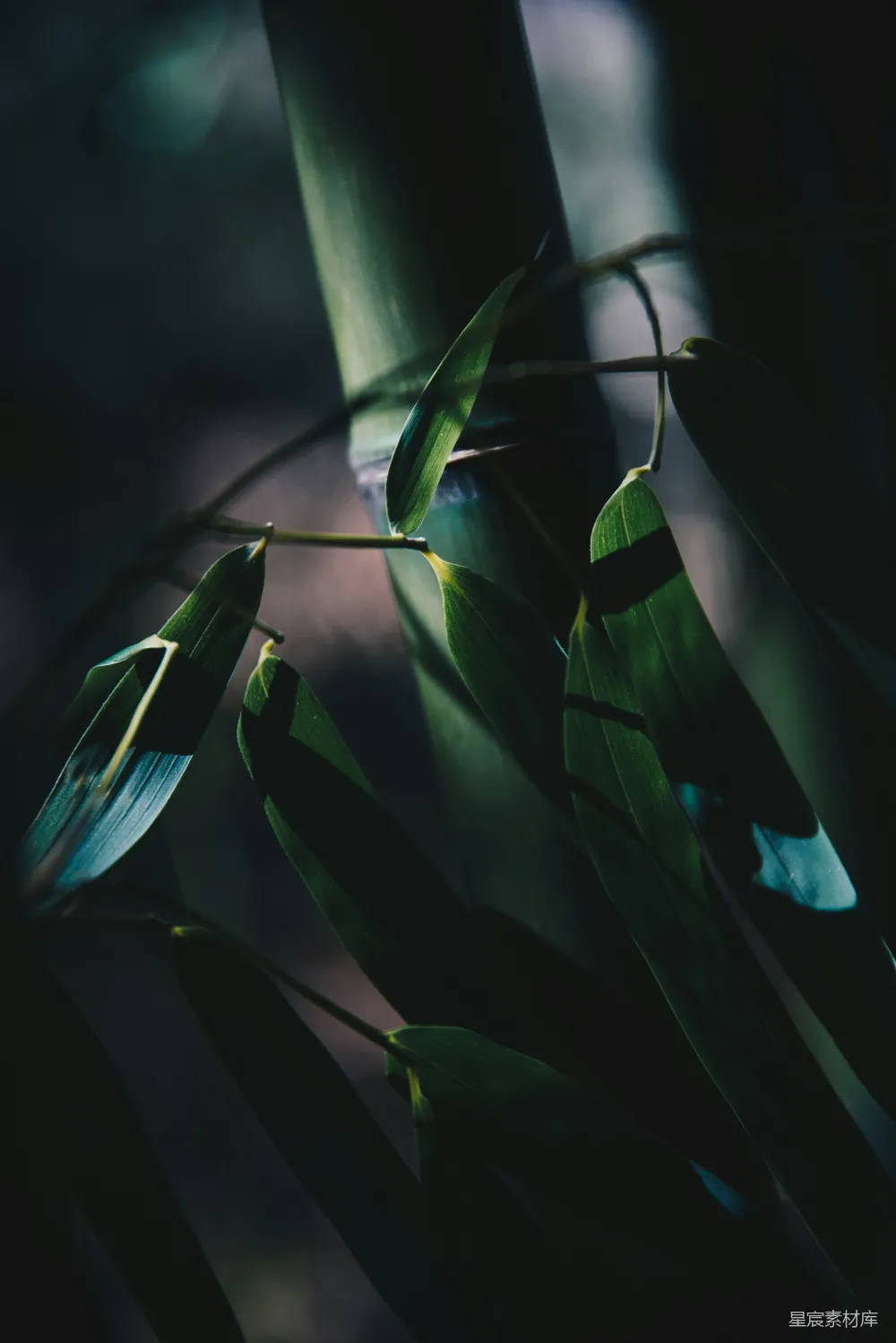 高清摄影 竹子 自然 光影 宁静 植物 竹叶的光影
