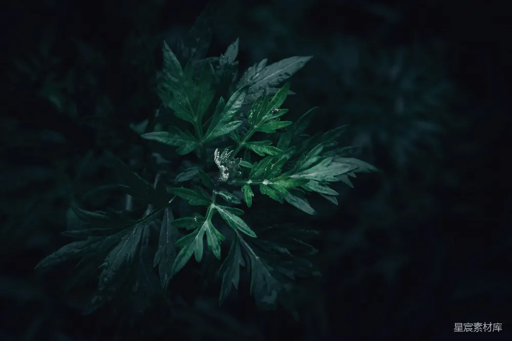 高清摄影 植物 露珠 自然 清晨 清新 晨露中的绿色植物