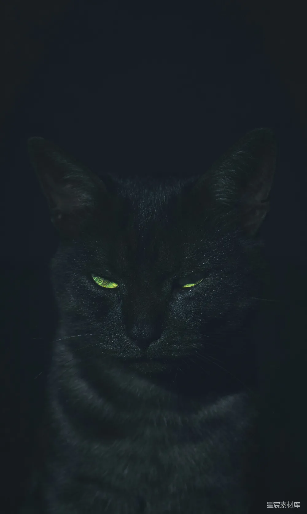 高清摄影 黑猫 神秘 黑暗 夜晚 摄影 幽暗中的黑猫