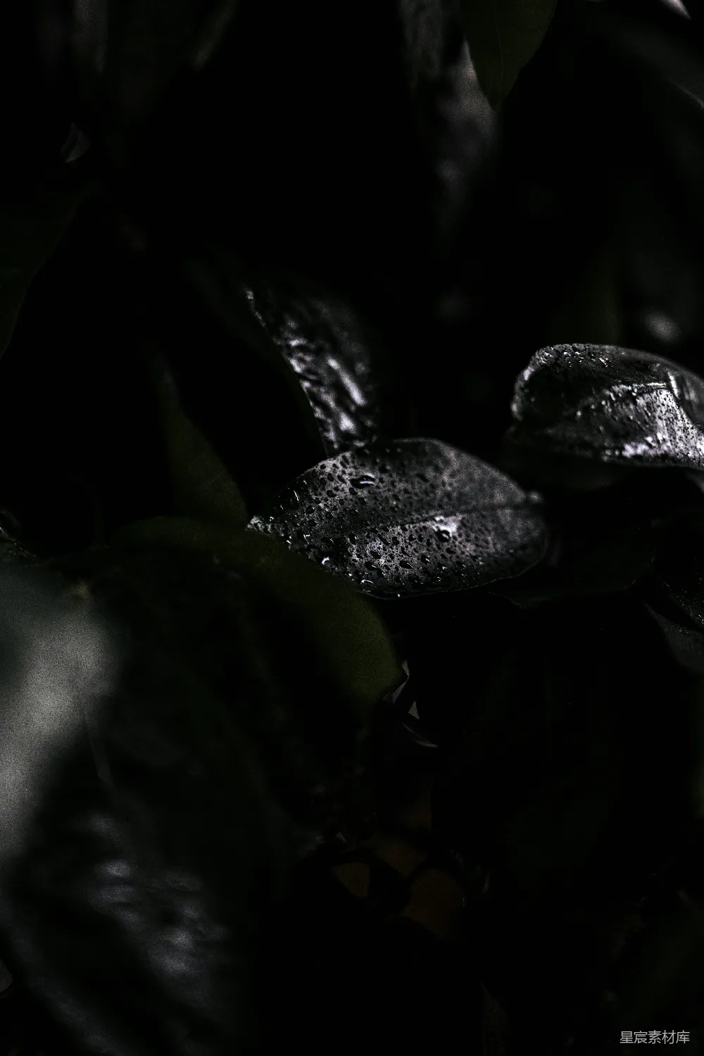 高清摄影 自然 雨后 植物 静谧 雨滴 雨后静谧的叶影