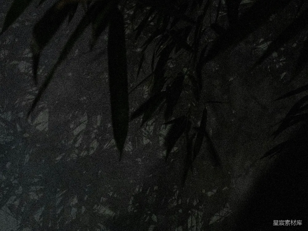 高清摄影 竹林 幽暗 自然 黑暗 神秘 幽暗的竹林