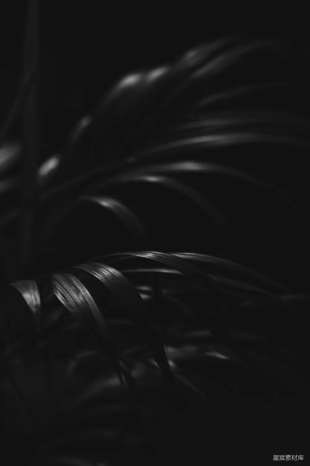 高清摄影 植物 黑白 自然 静谧 光影 暗影中的绿叶