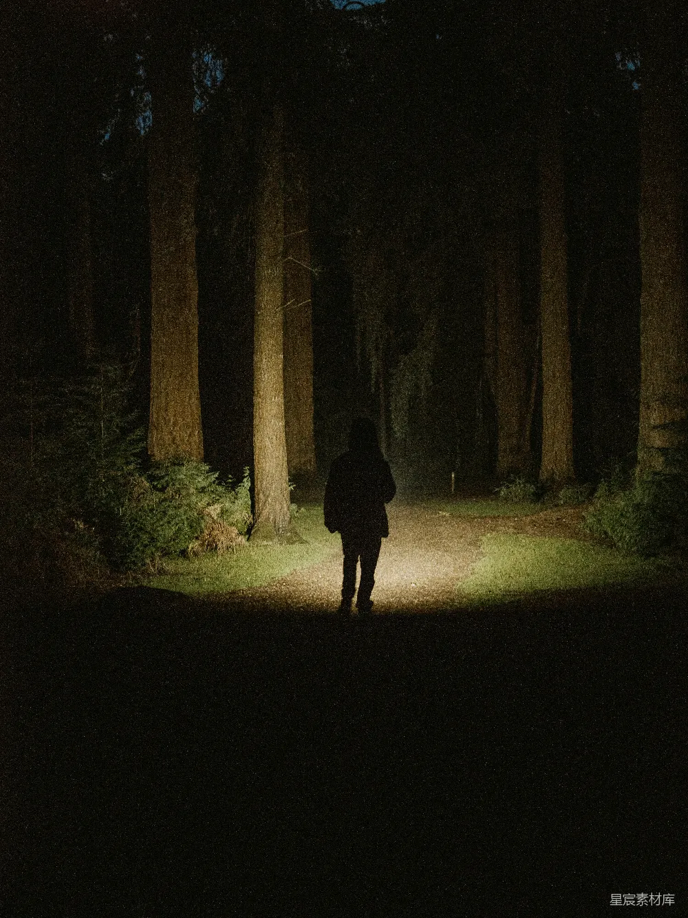 高清摄影 夜晚 森林 孤独 徒步 探索 夜行者