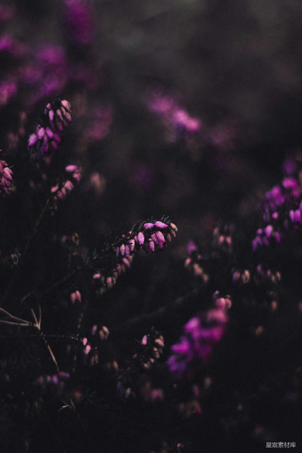 高清摄影 紫色花朵 自然之美 宁静氛围 花卉摄影 深色背景 紫色花丛中的神秘之美