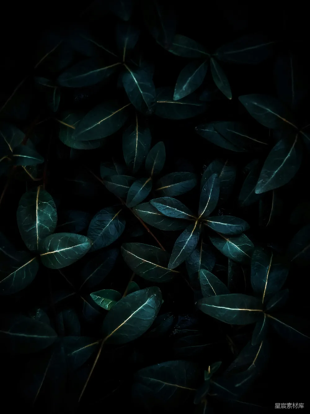 高清摄影 叶子 深色背景 自然 静谧 植物 深邃夜色中的绿叶