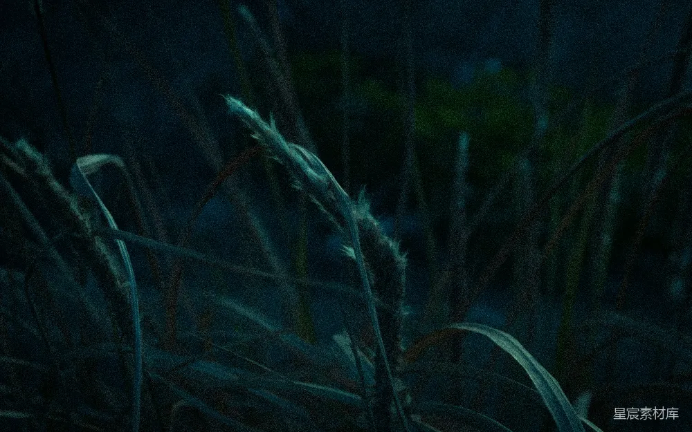 高清摄影 自然 夜晚 芦苇 宁静 微风 夜幕下的芦苇丛
