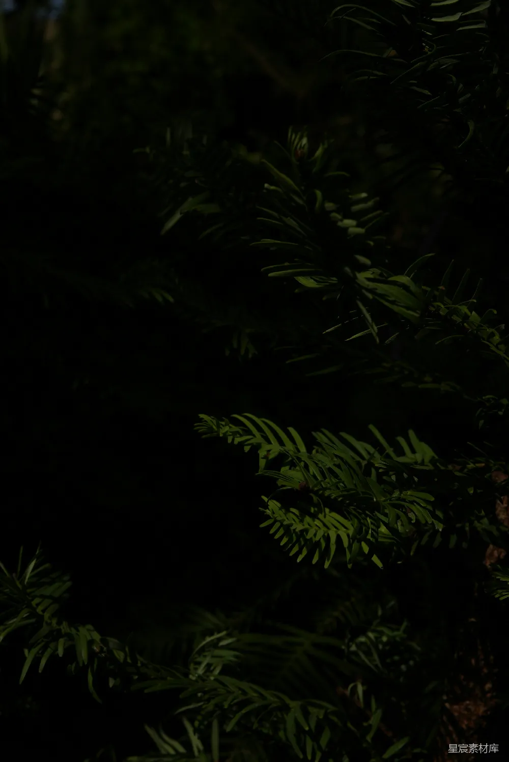 高清摄影 自然 夜晚 松树 暗调 宁静 夜色中的松针