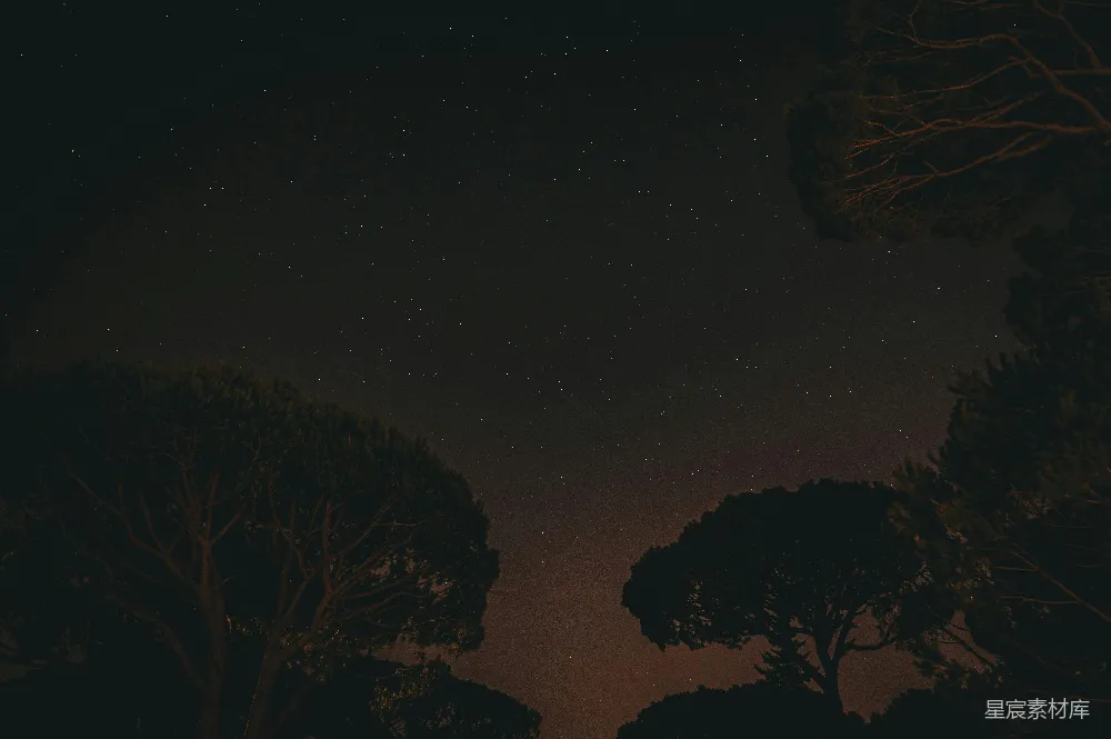 高清摄影 夜景 星空 自然 宁静 森林 夜空下的松树