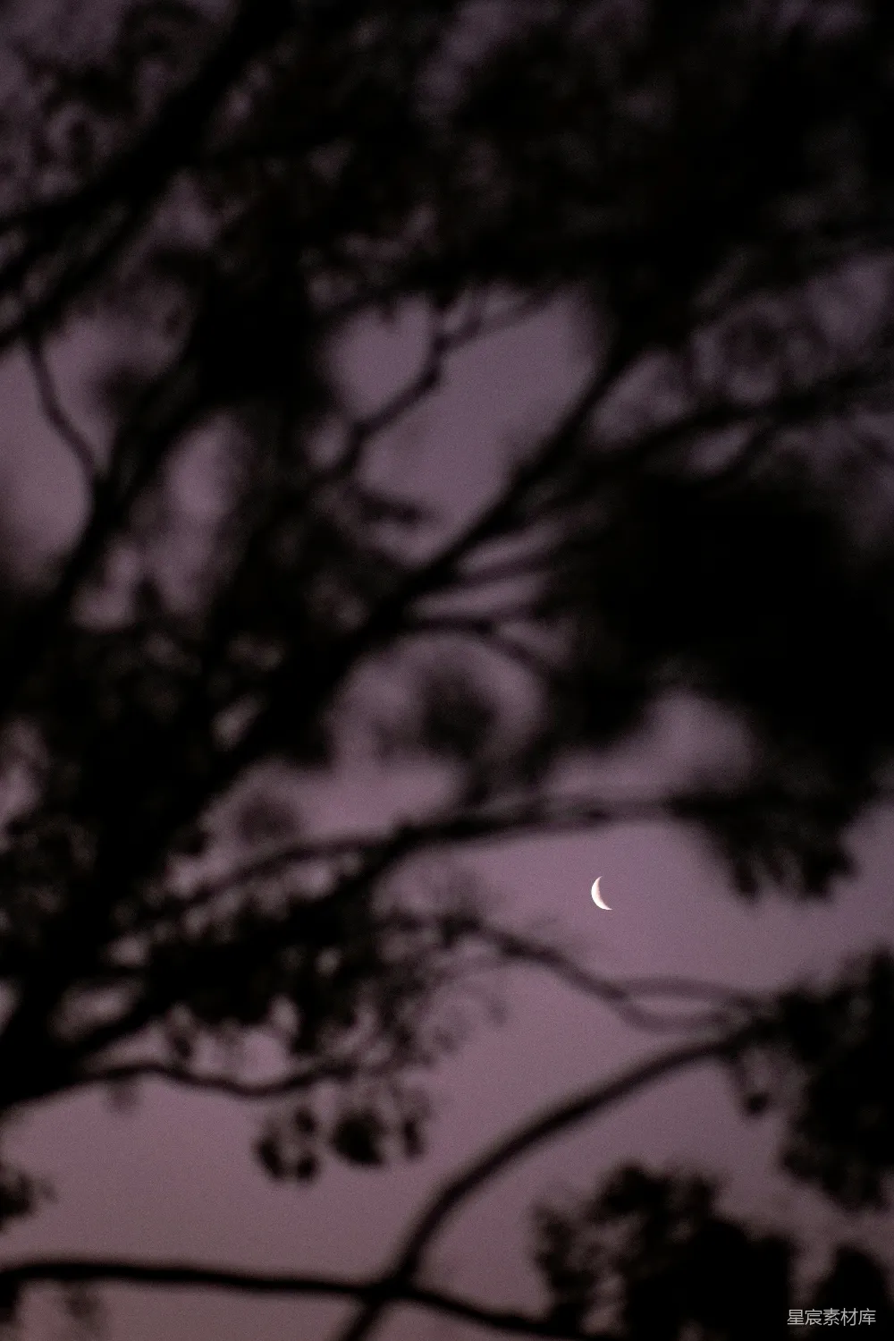 高清摄影 月亮 夜景 自然 树枝 宁静 朦胧的月牙与枝影