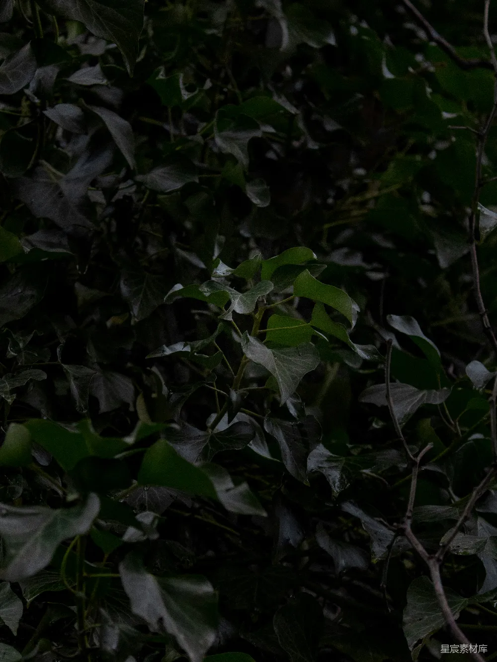 高清摄影 自然 深色 绿色 背景 植物 深邃的绿叶背景