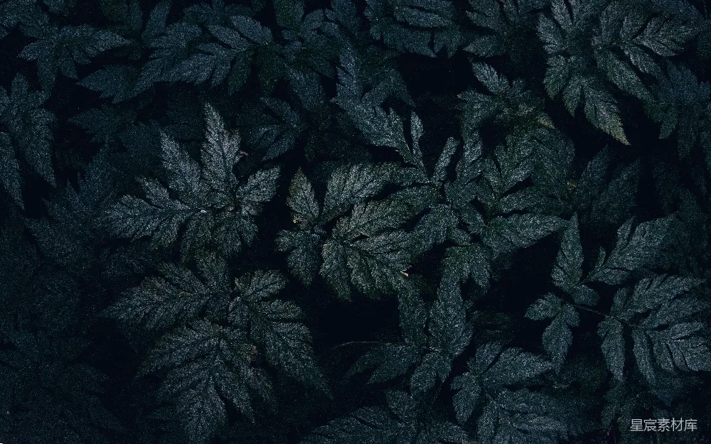 高清摄影 森林 夜晚 树叶 深色 自然 夜幕下的森林