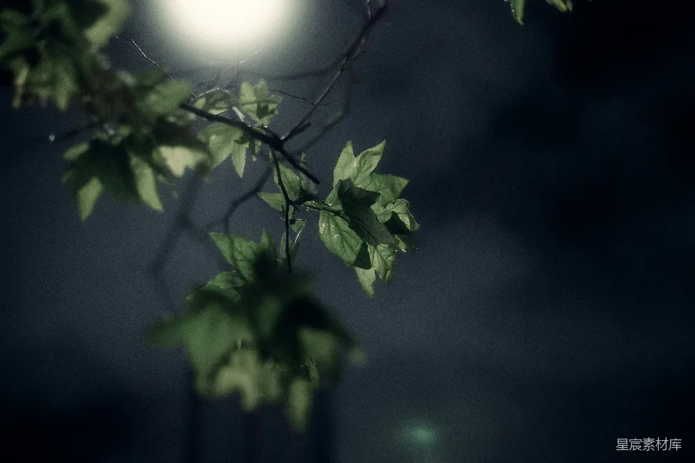 高清摄影 自然 夜晚 树叶 月光 宁静 月光下的绿叶
