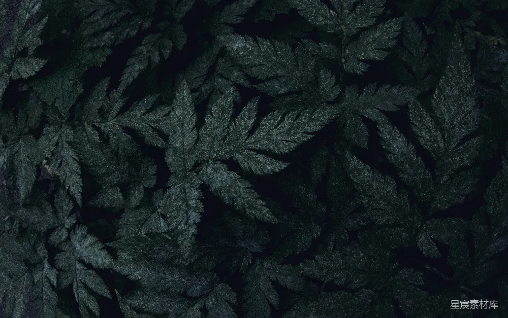 高清摄影 自然 纹理 植物 深色 背景 深邃的蕨类植物纹理