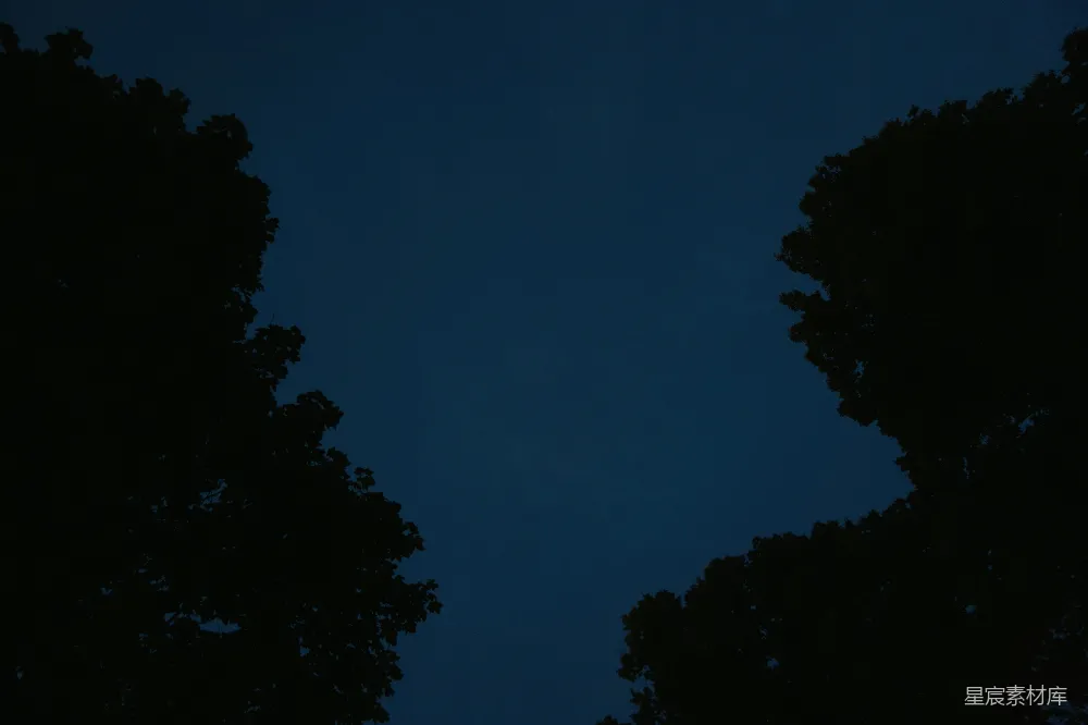 高清摄影 夜景 自然 宁静 树梢 深邃 夜幕下的树梢轮廓