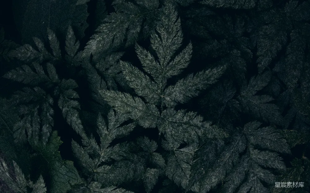 高清摄影 深色 植物 纹理 自然 背景 深色背景下的复杂叶脉