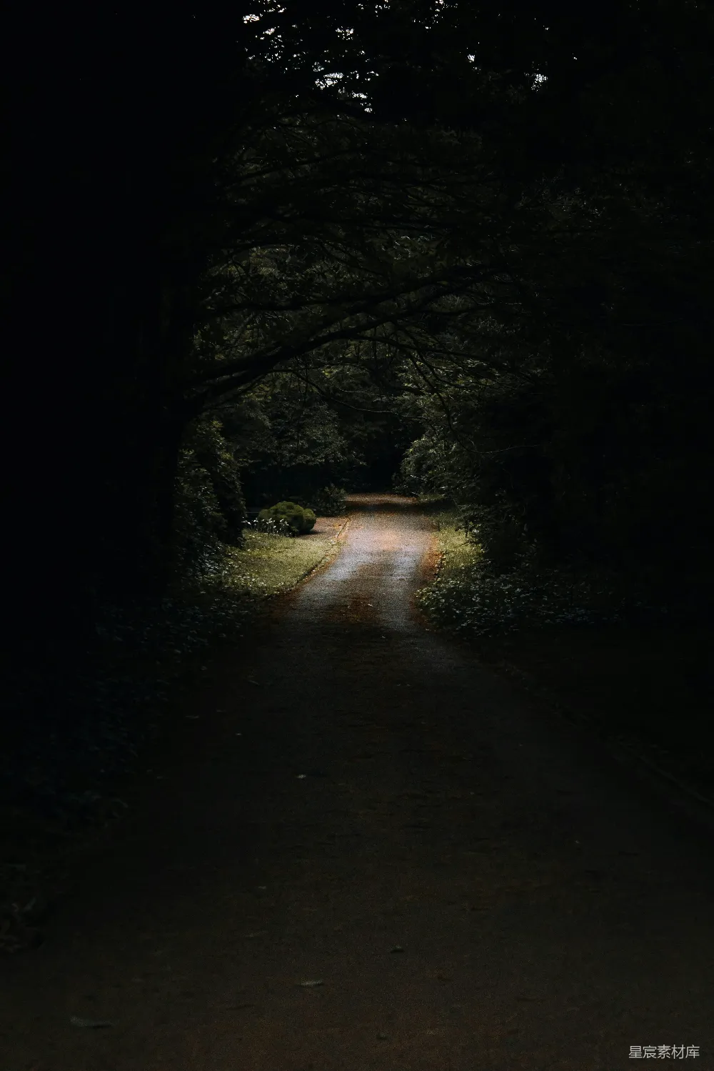 高清摄影 森林 小径 夜晚 幽静 自然 幽暗森林中的小径