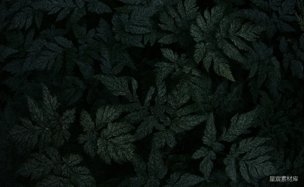 高清摄影 夜晚 叶子 神秘 自然 黑暗 夜色中的神秘叶子
